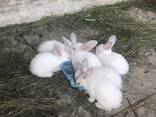 Продам кролів великої породи, різного віку, живою вагою. - фото 7