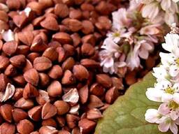 Продам крупу гречану, Хмельницька обл