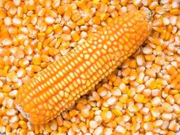 Продам кукурузу