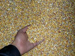 Продам кукурузу 30000тонн