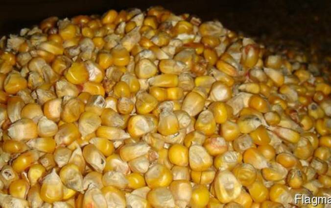 Продам кукурузу