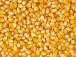 Продам кукурузу и пшеницу