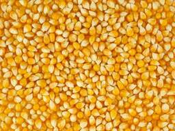 Продам кукурузу оптом