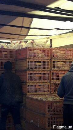 Продам Кур несушек