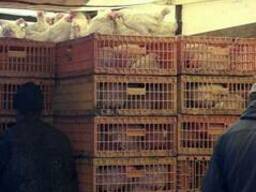 Продам Кур несушек