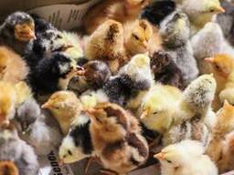 Продам курчата оптом та в роздріб