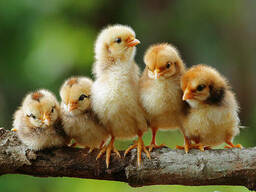 Продам курчата оптом та в роздріб