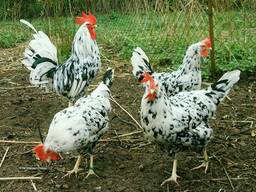 Продам курей породи Далматинець живою вагою.