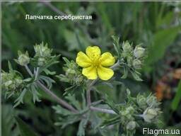 Продам Лапчатку серебристую траву