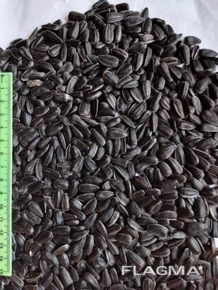 Продам калібрований кондитерський соняшник Ласунка 3,8 50т