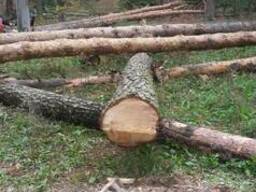Продам лес кругляк сухостой(сосна) с документами