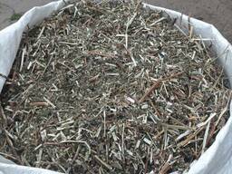 Продам лікарські рослини Пустирник Собача кропива
