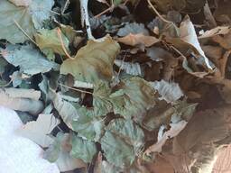 Продам липы лист