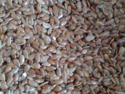 Льон коричневий сорту "Живинка"