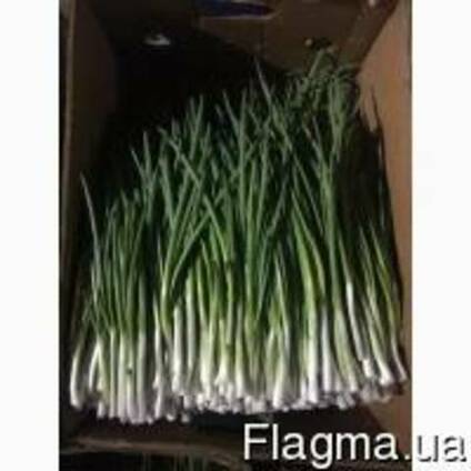 Продам лук зеленый