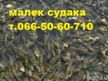 Продам малек (зарыбок) судака n/ - фото 3