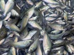 Продам мальок живої риби Лящь короп.