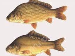 Продам Малёк коропа на зарыбление 500-700грам