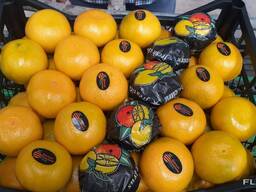 Продам мандарины оптом