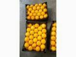 Продам мандарины сладкие свежие без косточки оптом и в розни - фото 2