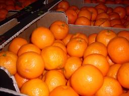 Продам мандарины Свежие Турция Сладкие сочные без косточек сорта клементин 16грн