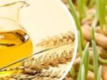 Продам масло зародышей пшеницы