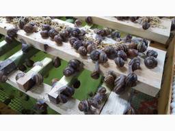 Продам маточное стадо улитки Maxima и Muller, филе улитки, и