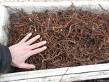 Продам маточный корень малины и ежевики - фото 3