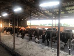 Продам молочний бізнес