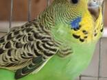 Продам молодь хвилястих папуг - фото 2