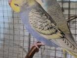 Продам молодь хвилястих папуг - фото 3