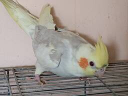 Продам молодь корели