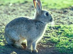 Продам молодняка австралийского зайца, либо дикого кролика