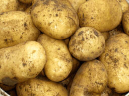 Продам картопля оптом. Кіровоградська, Вінницька, Хмельницька області