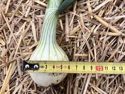 Продам молоду цибулю Трой