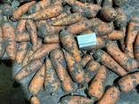 Продам морковь - фото 4