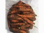 Продам морковь Канада 1сорт (нал/безнал) доставка