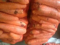 Продам морковь (моркву) оптом