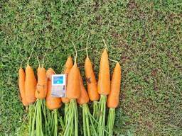 Продам морковь оптом Казахстан