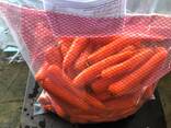 Продам Моркву, Морковь , Морква - фото 2