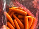 Продам Моркву, Морковь , Морква - фото 3