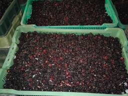 Продам морожену ожину