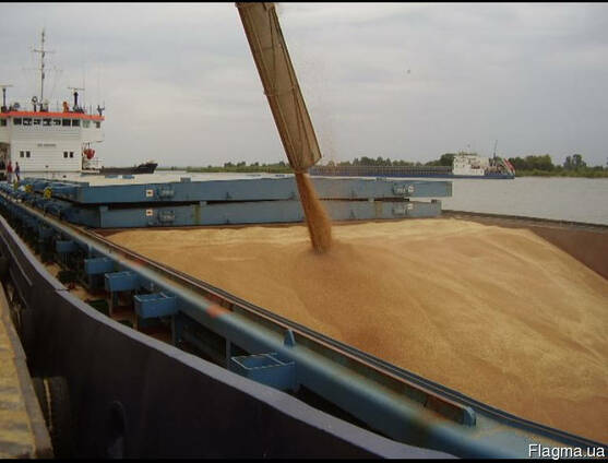 Продам на экспорт кукурузу фуражную 25000 мт FOB одесса