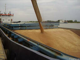 Продам на экспорт кукурузу фуражную FOB CIF
