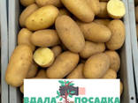 Продам насінневу картоплю Королева Анна - фото 1