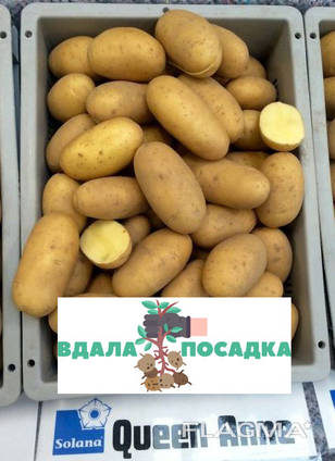 Продам насінневу картоплю Королева Анна