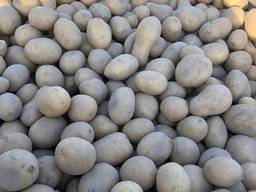 Продам насіннєву картоплю оптом від 5 тонн. В наявності картопля ранніх і пізніх сортів