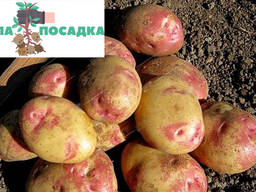 Продам насінневу картоплю сорт Пікассо 1 та 2 репродукція