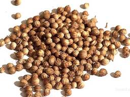 Продам насіння коріандру