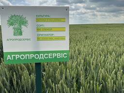 Продам насіння озимої Пшениці сорт КВС Спенсер